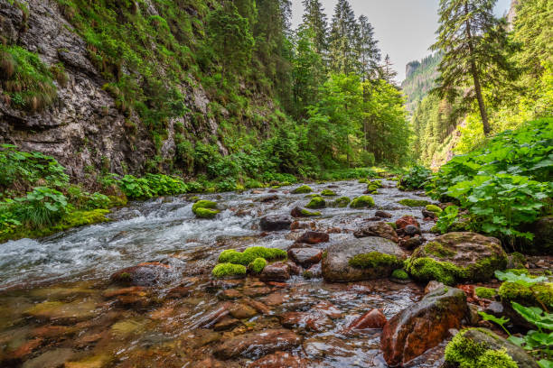 istock Stream and rocks in Koscieliska valley in summer, Poland 1128715494