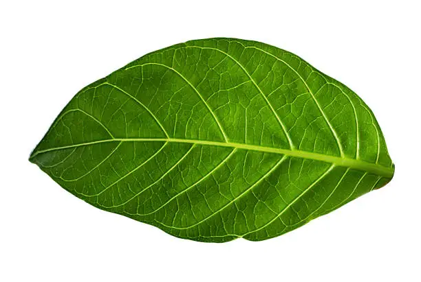 Photo of Green leaves isolated