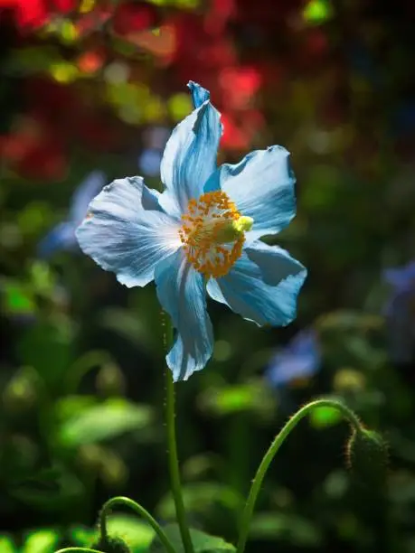 Himalayan Blue Poppy blooming in the spring