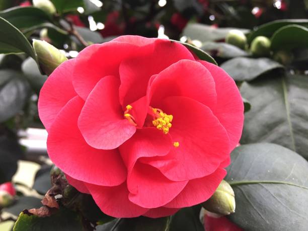 istock Close up of camellia blossom 1128720069