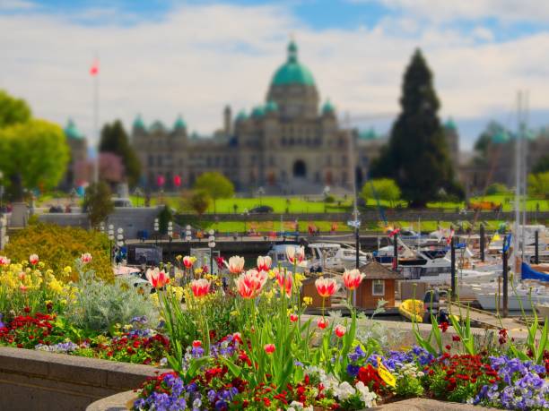 Spring tulips bloom in Inner Harbor, Victoria stock photo