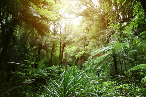istock Canopy of jungle 1128723027
