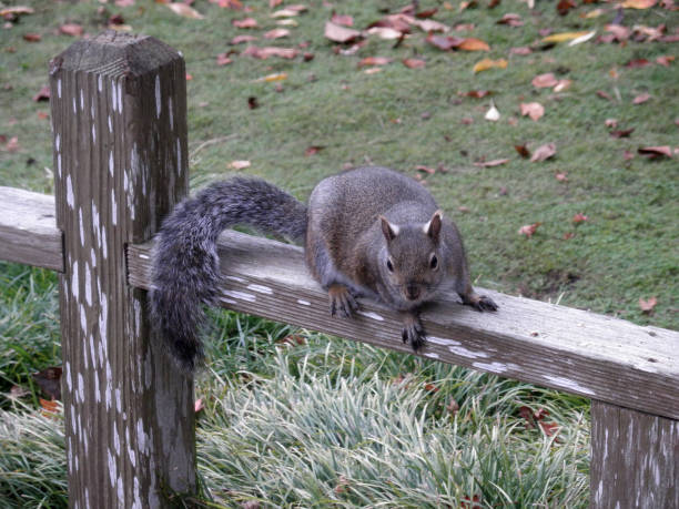istock Squirrel on wooden fence 1128725083