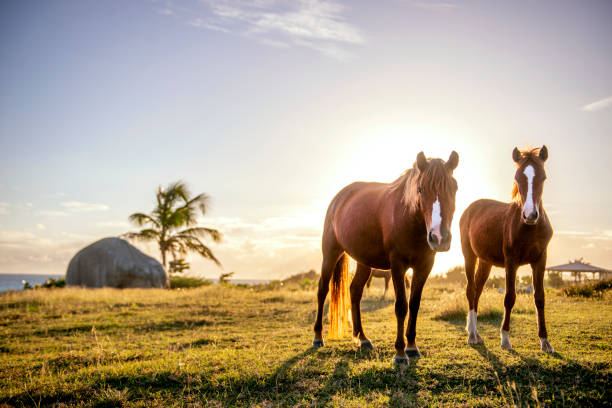cavalli selvaggi di vieques a porto rico - isabella island foto e immagini stock