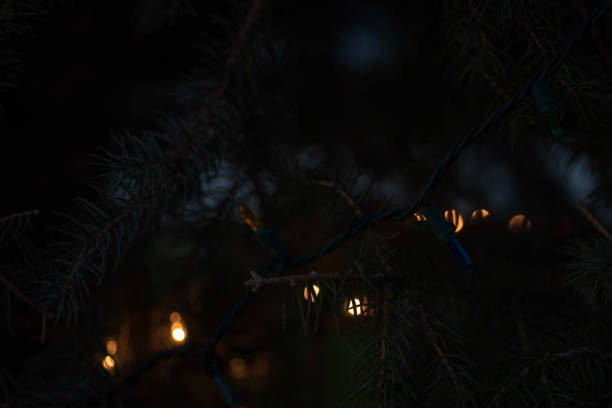 istock strings Christmas lights illuminated at night on pine tree outdoors 1128727145