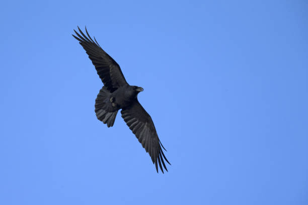 istock A northern Raven( Corvus corax) soaring on a blue sky background with no clouds 1128730899