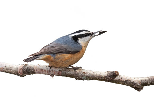 nuthatch dal petto rosso e semi di girasole - betula papyrifera foto e immagini stock