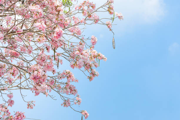 istock Tabebuia rosea trees or Pink trumpet blooming with copy space 1128732166