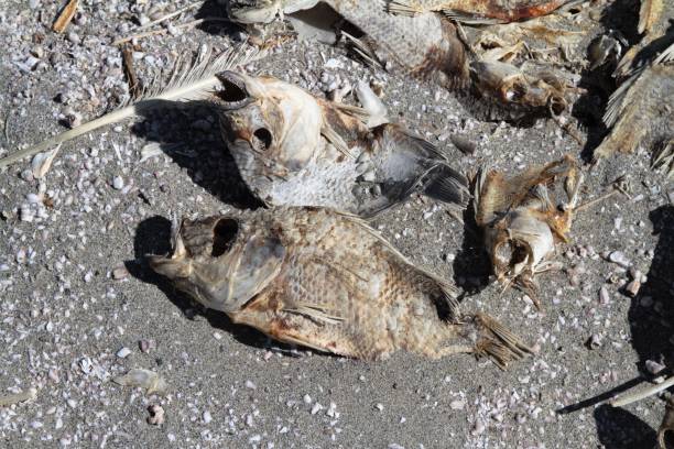 istock Fish kill on edge of lake 1128732906