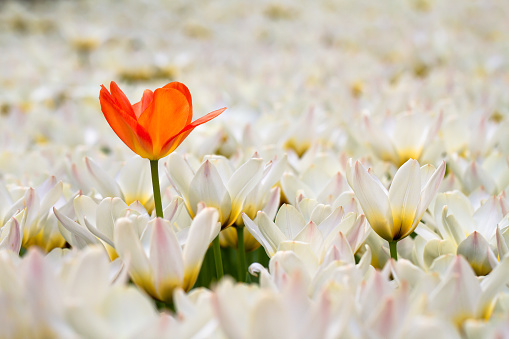 An orange tulip stands out from the crowd of smaller white tulips