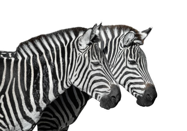istock Two young zebras isolated on white. Safari animals. 1128733550