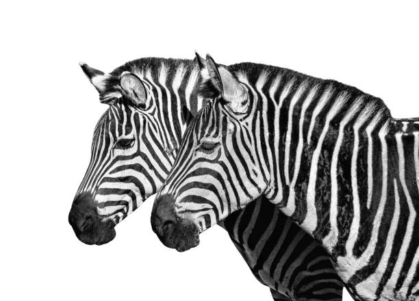 istock Two young zebras isolated on white. Safari animals. 1128733605