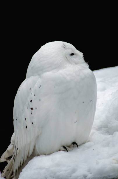 white (polar) owl - scandium imagens e fotografias de stock