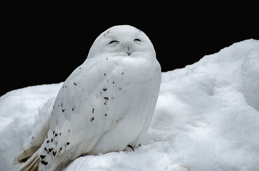 White (polar) owl. The snowy owl is a predator with yellow eyes and white feathers