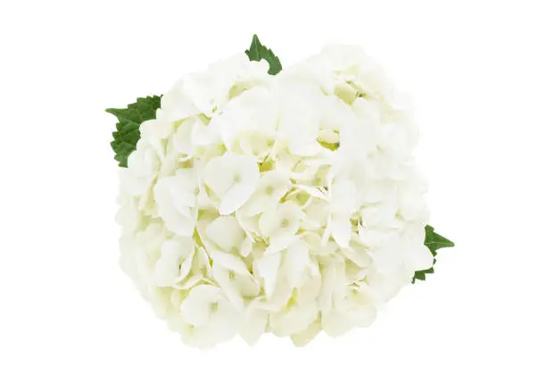 White hydrangea flower head isolated on white