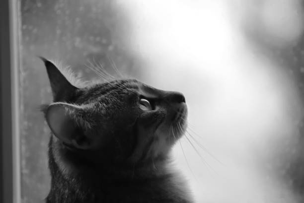 Figura in bianco e nero raffigurante un simpatico gattino. Il micio è in controluce ma bene illuminato./ Figure in black and white depicting a cute kitten. The cat is backlit but well lit.