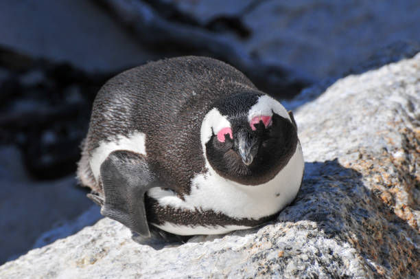 istock Penguin - Boulders Beach - South Africa 1128735402