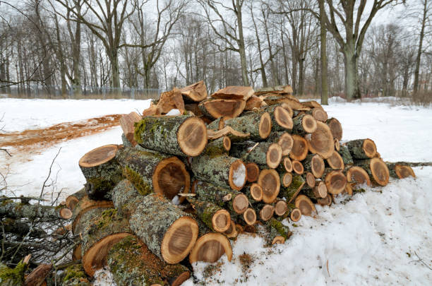 Cleaning the Park.Old trees are being cut down. Cleaning the Park.Old trees are being cut down.They cut them into lumps. fuelwood stock pictures, royalty-free photos & images