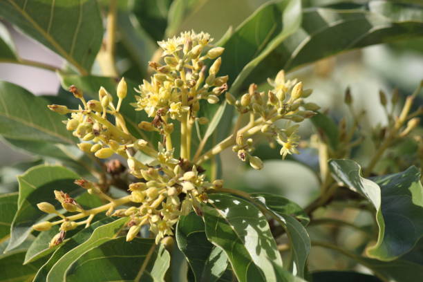 avocado tree - persea imagens e fotografias de stock