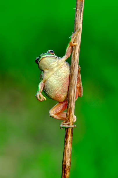 istock Beautiful Europaean Tree frog and Ladybug 1128737117