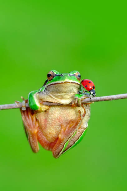 istock Beautiful Europaean Tree frog and Ladybug 1128738140