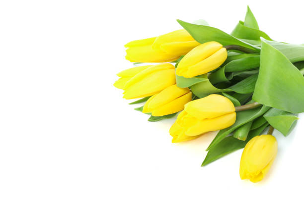 istock Beautiful yellow tulips isolated on white background 1128738177