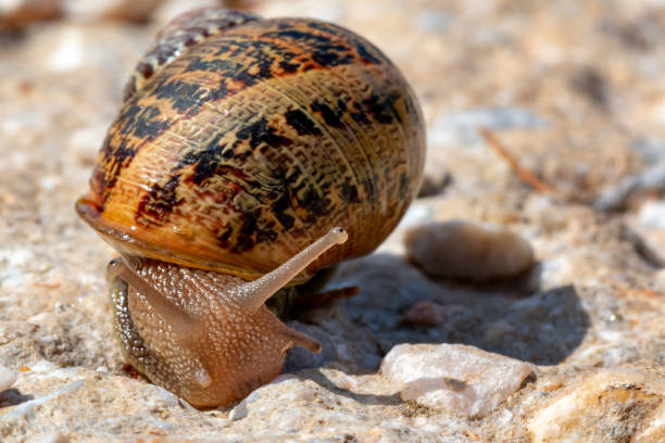 istock Closeup of a crawling Snail 1128738659