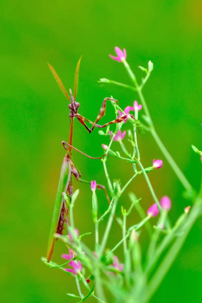 istock Beautiful mantis  sitting on flower 1128738727