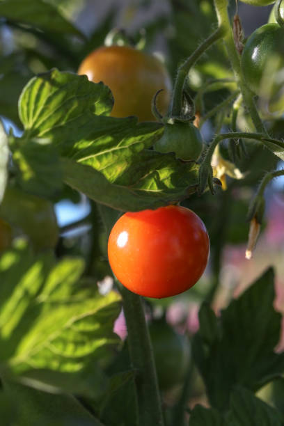 istock Red and Green Tomatoes on Vine in Garden 1128739003