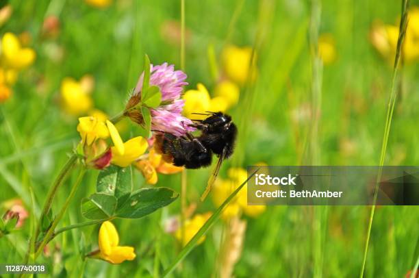 Bumble Bee Feeding On Wildflower Stock Photo - Download Image Now - Wildflower, Bee, UK