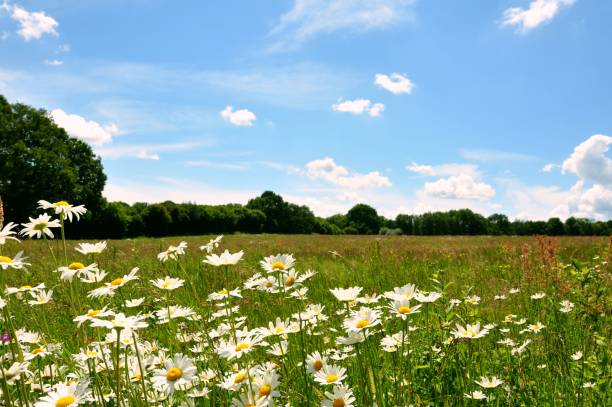 Ox-eye Daisy wildflower meadow Ox-eye daisy meadow on a farm in the Kent countryside kent england photos stock pictures, royalty-free photos & images