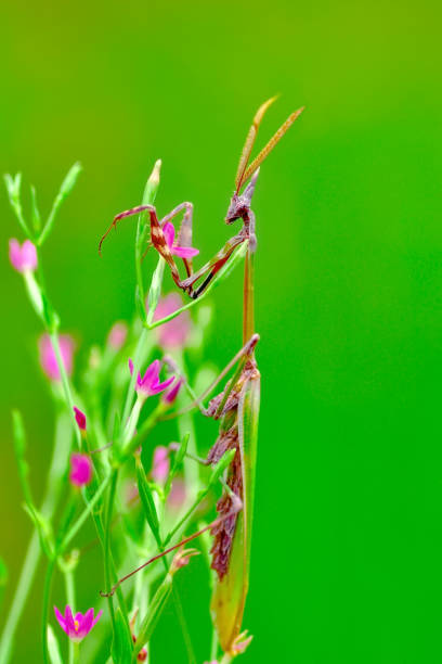 istock Beautiful mantis  sitting on flower 1128740161
