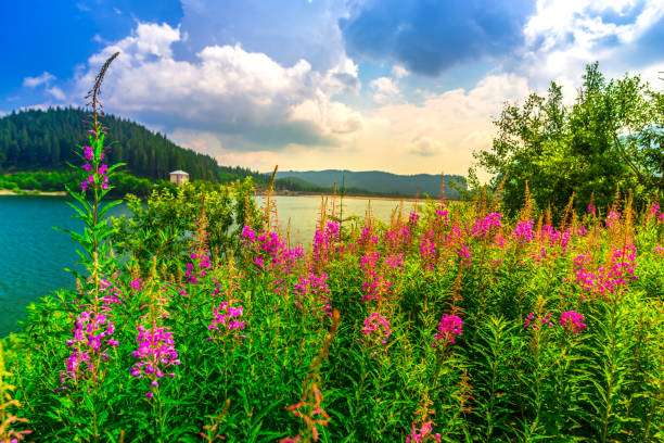 istock Sunny day in the mountains 1128740162