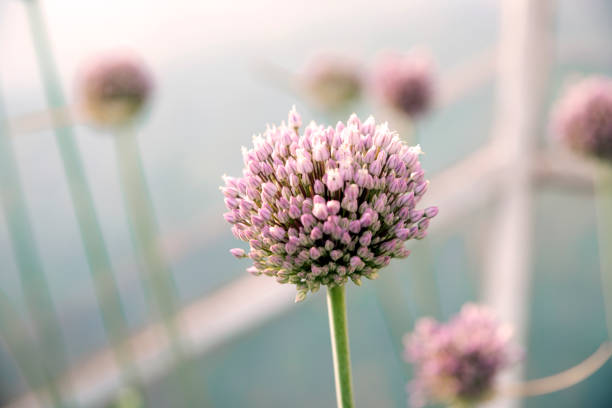 Garlic flower inside of the greenhouse