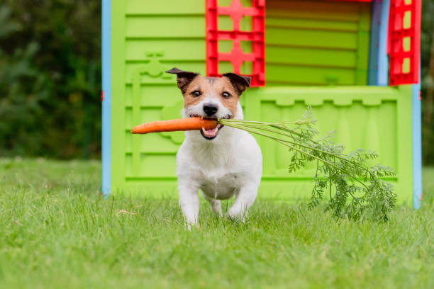 개 입에서 당근 들고 애완 동물 개념에 대 한 보충 비타민 식품 - dog vegetable carrot eating 뉴스 사진 이미지