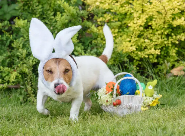 Photo of Easter egg hunt concept with dog looking for eggs and Eastertide gifts basket