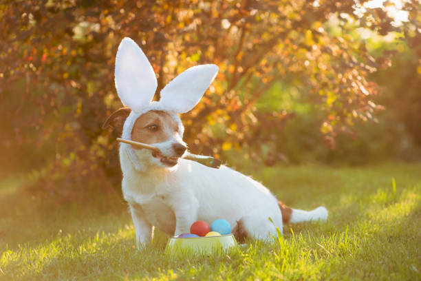 cane che indossa orecchie da coniglietto che dipinge e colora le uova per le celebrazioni pasquali - easter easter egg paintbrush holding foto e immagini stock