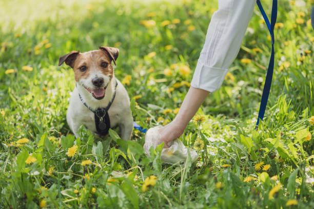 właściciel zwierzęcia podnosi kupę psa sprzątającą bałagan - dog dung garbage pets zdjęcia i obrazy z banku zdjęć