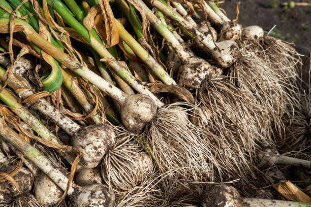 istock Close-up of garlic heap 1128742413
