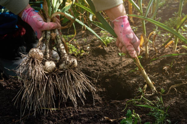 istock Farmer harvesting ripe garlic at plantation 1128742424