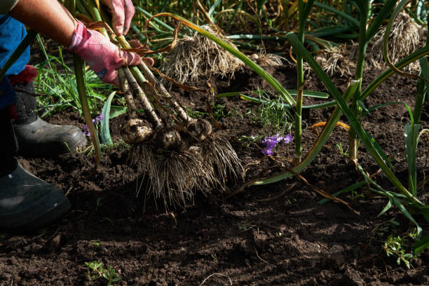 istock Farmer harvesting ripe garlic at plantation 1128742461