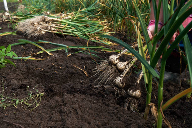istock Farmer harvesting ripe garlic at plantation 1128742465