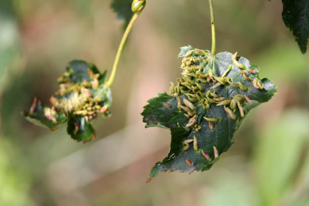 istock Lime nail galls (Eriophyes tiliae) on green leaf of small-leaved lime (Tilia cordata) 1128743041
