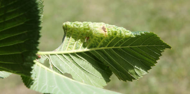 Gall of Elm-currant aphid (Eriosoma ulmi) on green leaf of Ulmus glabra or Wych elm Gall of Elm-currant aphid (Eriosoma ulmi) on green leaf of Ulmus glabra or Wych elm wych elm stock pictures, royalty-free photos & images