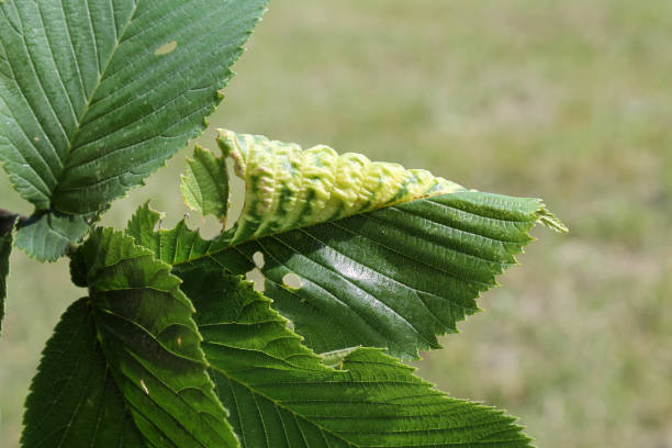 Gall of Elm-currant aphid (Eriosoma ulmi) on green leaf of Ulmus glabra or Wych elm Gall of Elm-currant aphid (Eriosoma ulmi) on green leaf of Ulmus glabra or Wych elm wych elm stock pictures, royalty-free photos & images