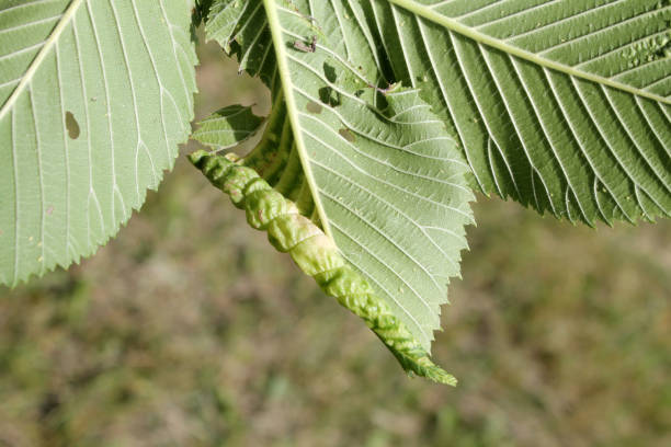 Gall of Elm-currant aphid (Eriosoma ulmi) on green leaf of Ulmus glabra or Wych elm Gall of Elm-currant aphid (Eriosoma ulmi) on green leaf of Ulmus glabra or Wych elm wych elm stock pictures, royalty-free photos & images