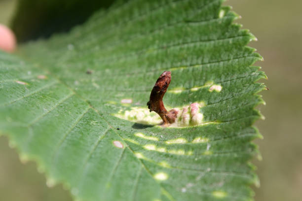 Gall of Elm-grass aphid or Elm sack gall aphid (Tetraneura ulmi) on green leaf of Ulmus glabra or Wych elm Gall of Elm-grass aphid or Elm sack gall aphid (Tetraneura ulmi) on green leaf of Ulmus glabra or Wych elm wych elm stock pictures, royalty-free photos & images