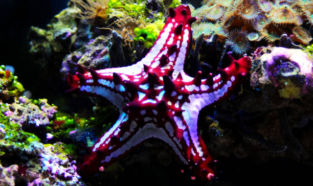 istock Red Knob Sea Star(Protoreaster linckii) 1128744239