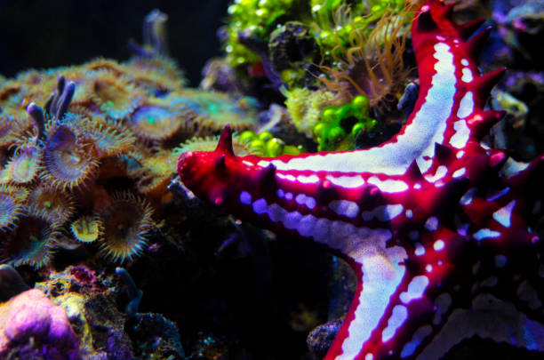 istock Red Knob Sea Star(Protoreaster linckii) 1128744243