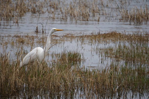 Egret Fishing Lake DeFuniak